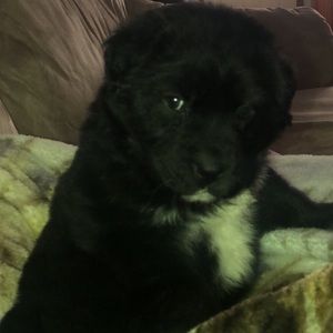 Meet your Posher, Asia